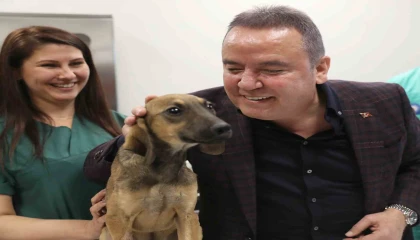 Antalya Büyükşehir Belediyesi 30 bine yakın kedi ve köpeğin tedavisini gerçekleştirdi