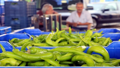 Antalyada 2024te üretilen sebze miktarı yüzde 20 düştü