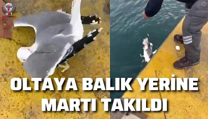 Balığa niyetle denize attığı oltasına martı takıldı, gülümseten anlar kamerada
