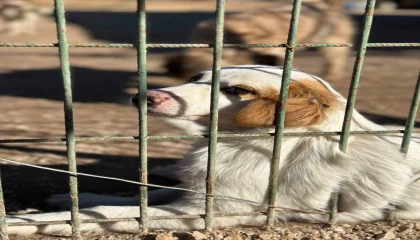 “Barınaktan Okullara Sevimli Dost” projesi kabul edildi