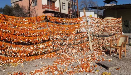 Bu meyvelerin kabuğu bile para ediyor
