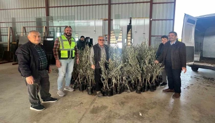 Büyükşehirden Alanyalı üreticilere fidan desteği