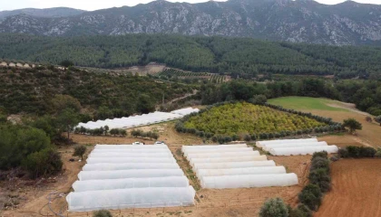 Çilekleri korumak için ses bombalı tedbir aldı