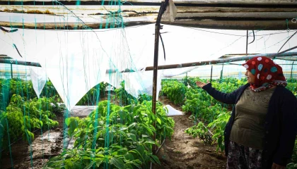 Demrede dolu yağışıyla zarar gören seralar tespit ediliyor