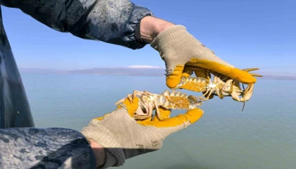 Eğirdir Gölünde kaçak 350 Kerevit Pinteri ele geçirildi