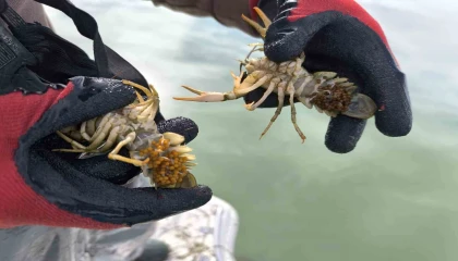Eğirdir Gölünde yasa dışı avlanan 100 kilogram canlı kerevit göle salındı