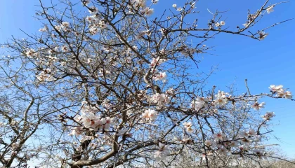 Gazipaşada badem ağaçları yalancı bahara aldandı