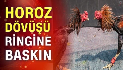 Hatayda horoz dövüşü baskını: 14 kişiye 41 bin 350 lira ceza