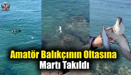 Hatay'da Martı Oltaya Takıldı
