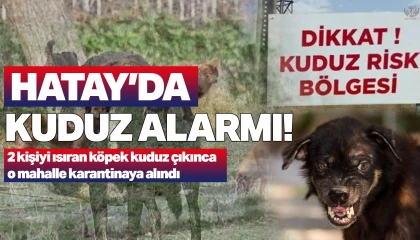 Hatayda vatandaşlara saldıran köpek kuduz çıktı, mahalle karantinaya alındı