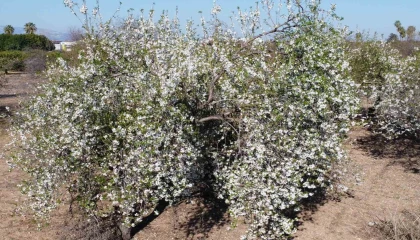İklim değişikliği badem ağaçlarına erken çiçek açtırdı