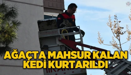 İskenderunda ağaçta mahsur kalan kedi kurtarılarak sahibine teslim edildi