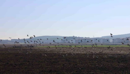Kahramanmaraşta güvercinlerden görsel şölen