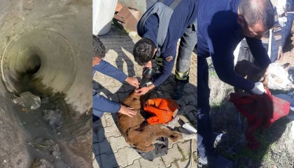 Kanalizasyon borusuna sıkışan buzağıyı itfaiye kurtardı