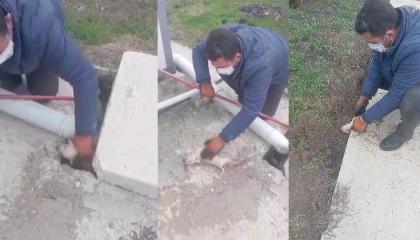 Kanalizasyon kuyusuna düşen 3 yavru köpeğin yardımına vatandaş koştu