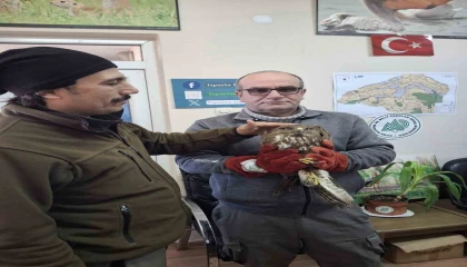 Kovada Gölünde yaralı bulunan şahinler tedavi altına alındı