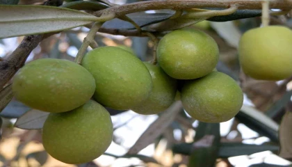Mersinde 150 bin ton zeytin rekoltesi elde edildi