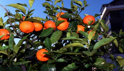 Muratpaşanın turunç ve kamkat fidanları Girne sokaklarını süsleyecek