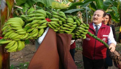 Muz ve mandalinada yeni çeşitler geliştirilip tescillendi
