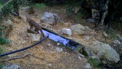 Nesli tükenme tehlikesi altındaki karakulaklar fotokapan ile görüntülendi