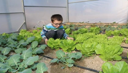 Öğrenciler okulda tavuk besleyip sebzecilik yapıyor