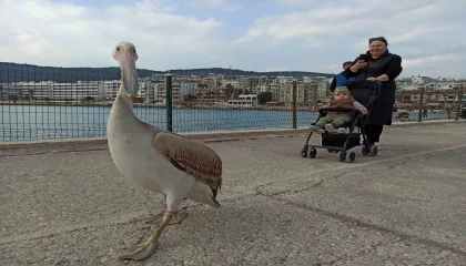 Silifke sahillerinde dolaşan pelikan insanların maskotu oldu