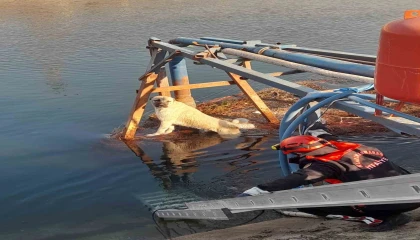 Sulama kanalındaki köpek kurtarıldı