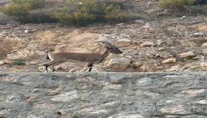 Yaban keçisini avladı, Domates yıkıyordum savunmasıyla şaşırttı