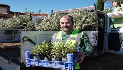 Yangında zarar gören üreticilere fidan desteği