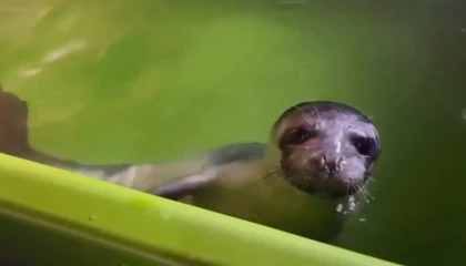 Yavru Akdeniz foku iyileşti, tekrar denizle buluştu