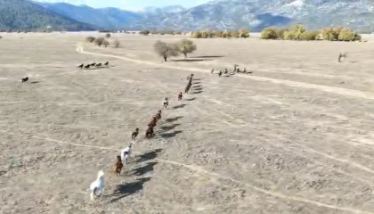 90 bin dönüm ovanın sahipleri hiç bu kadar kalabalık görülmedi