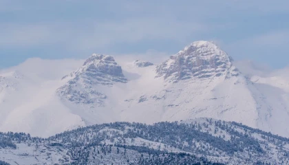 Adanada dağ keçileri görüldü