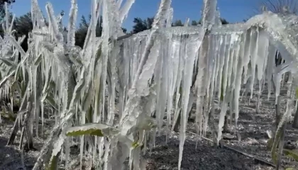 Adanada ejder meyvesi buz tuttu