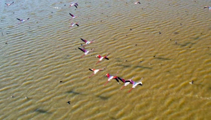 Adanada flamingolar gökyüzünü renklendirdi