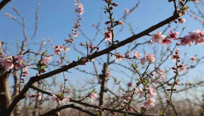 Adanada şeftali ağaçları erken çiçek açtı