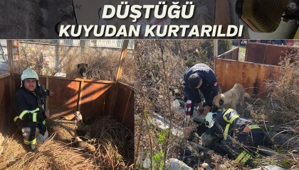 Antakyada çukura düşen yavru köpekleri itfaiye kurtardı