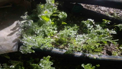 Antalyada dondurucu soğukta seralarda zirai don nöbeti