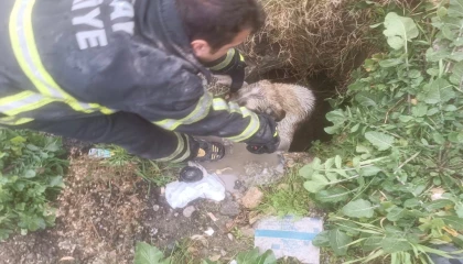 Arsuzda kuyuya düşen köpeği itfaiye kurtardı