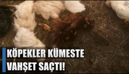 Başıboş sokak köpekleri tavuğu telef etti