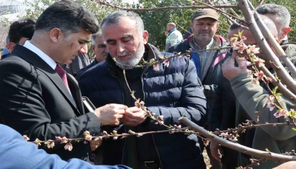 Başkan Vekili Şener, dondan zarar gören tarım arazilerinde incelemelerde bulundu
