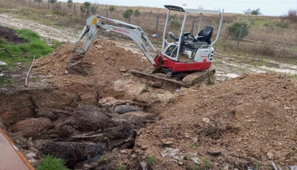 Bir ayda ikinci kez köpekler ağılına saldırdı, bu kez 37 küçükbaş hayvan telef oldu