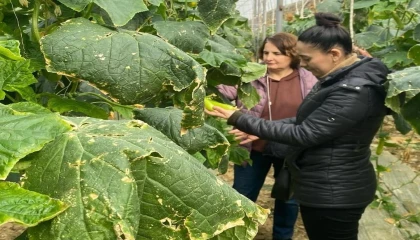 Çiftçilere biyolojik mücadele desteği
