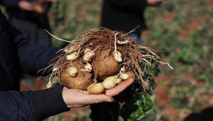 Çukurovada 4 günlük zirai don, ürünleri etkiledi