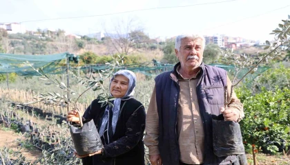 Dağdan topladıkları zeytin fidanlarını aşılayıp dayanıklı zeytin ağacı ortaya çıkardılar