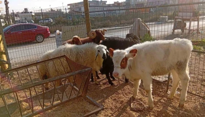 Danayı bile otomobille çalmışlar: Yakalanan 3 hırsız tutuklandı