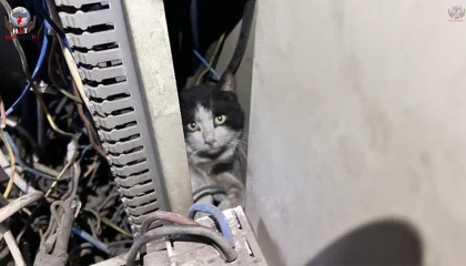 Elektrik panosuna giren kedi 5 saat sonra kurtarıldı