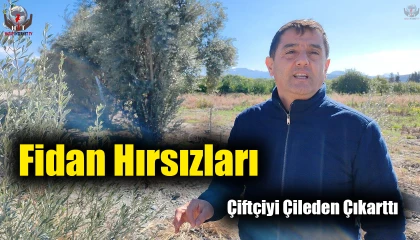 Fidan hırsızları çiftçiyi çileden çıkarttı