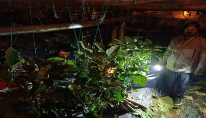 Gazipaşada dondurucu soğukta zirai don nöbeti