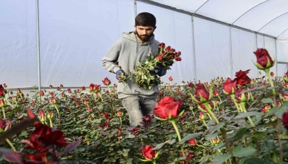 Gül üreticileri ve çiçekçi esnafını 14 Şubat telaşı sardı