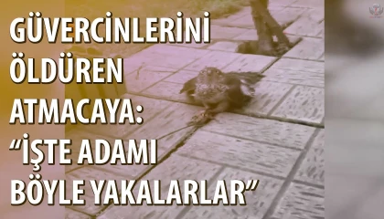Güvercinlerini parçalayan atmacayı yakalayıp besledikten sonra doğaya saldı